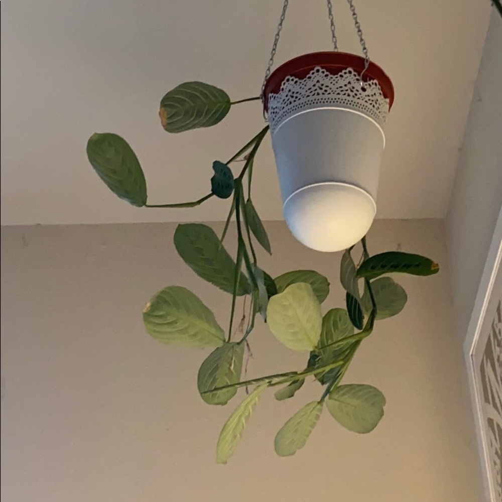 Meet your Posher, Vanessa